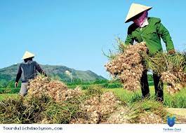Nông dân Kinh Môn khắc phục khó khăn thu hoạch hành, tỏi